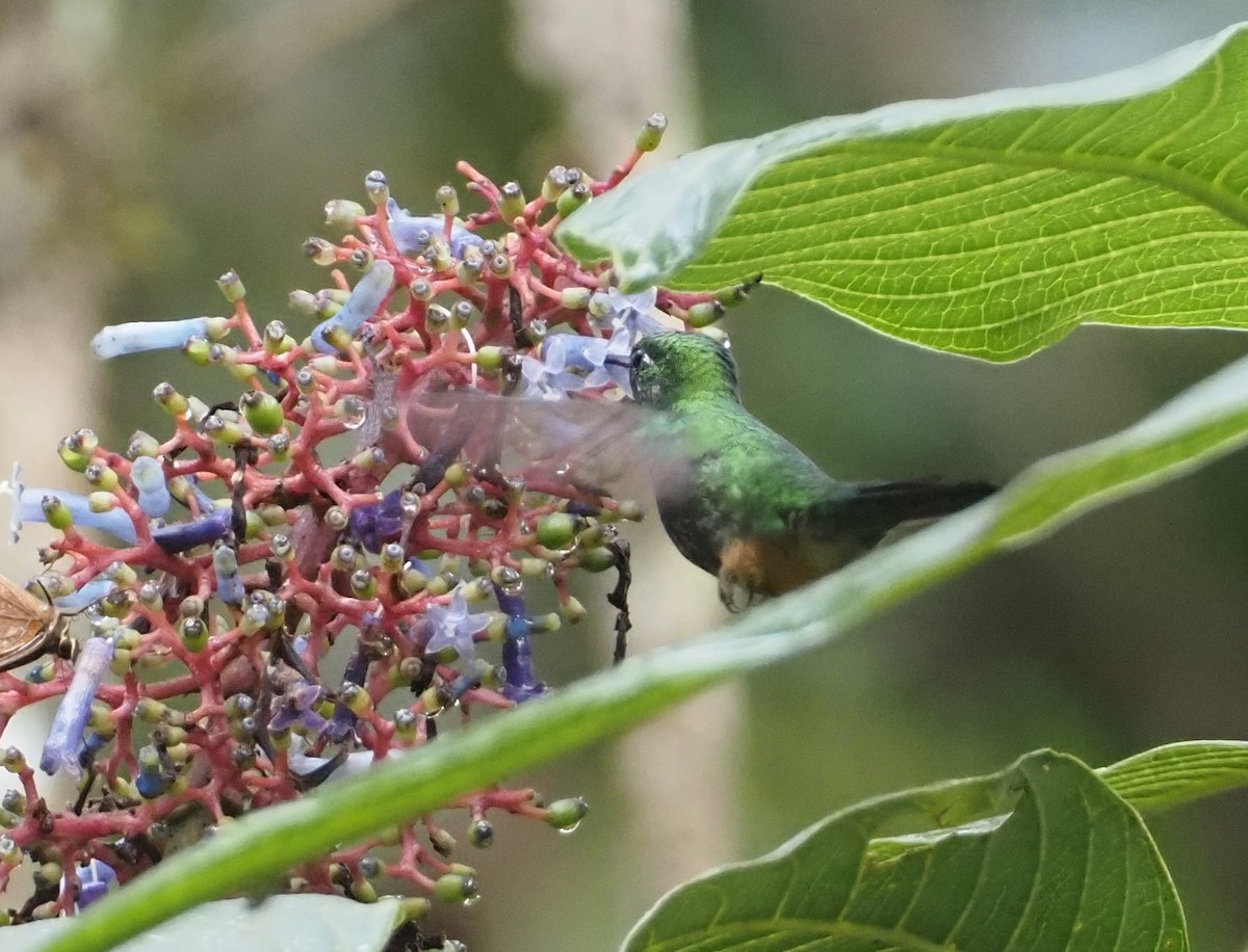 Rufous-booted Racket-tail (Anna's) - ML612218296