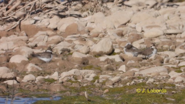 Common Ringed Plover - ML612218373