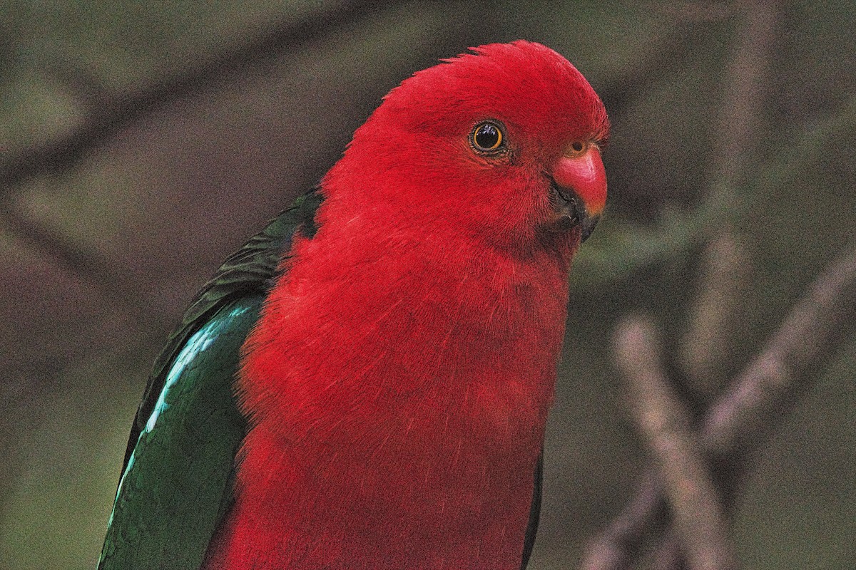 Australian King-Parrot - ML612218517