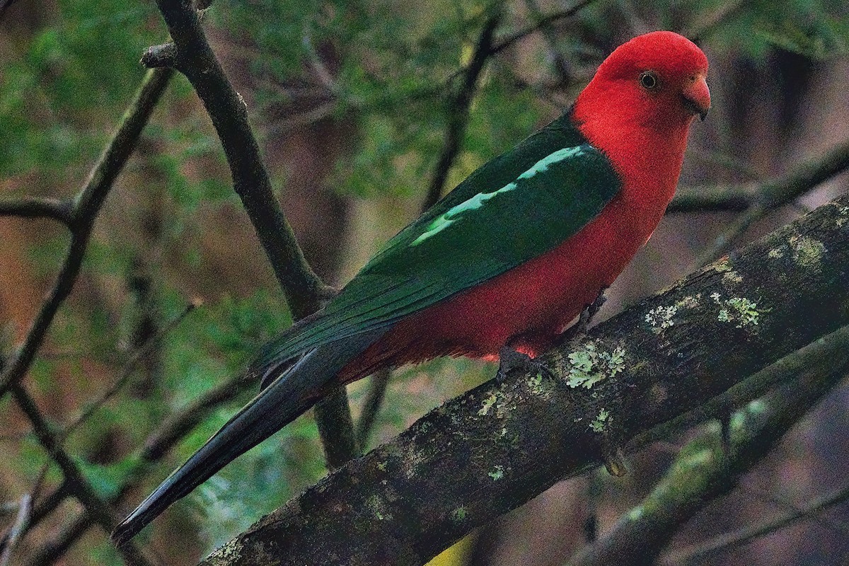Australian King-Parrot - ML612218567