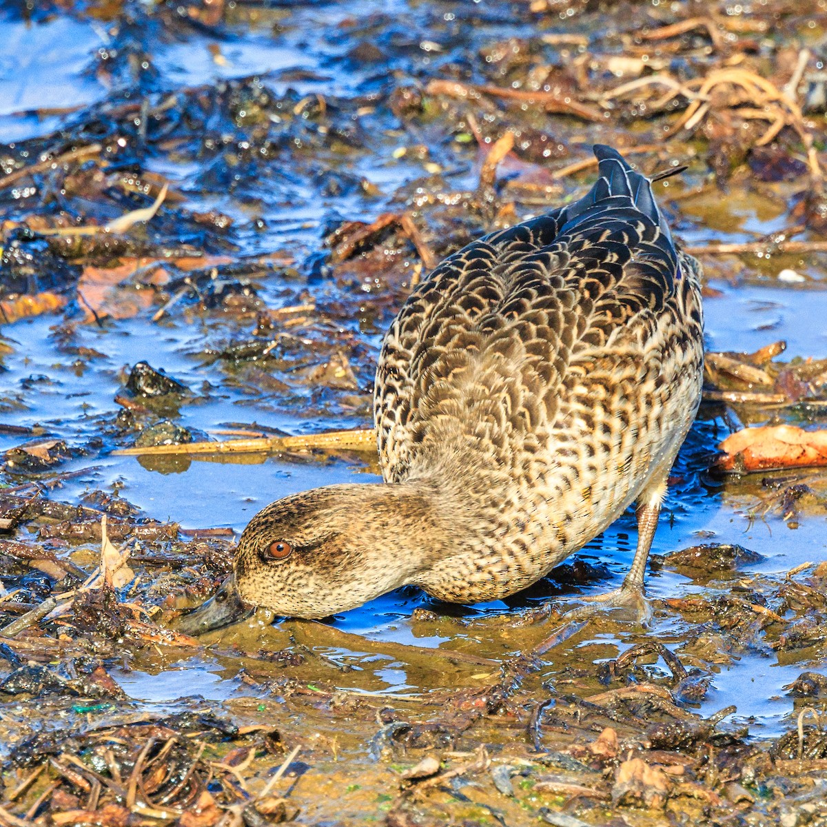 Green-winged Teal - ML612218614