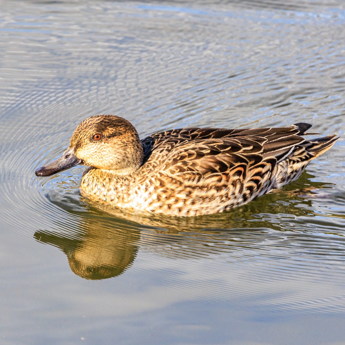 Green-winged Teal - ML612218616