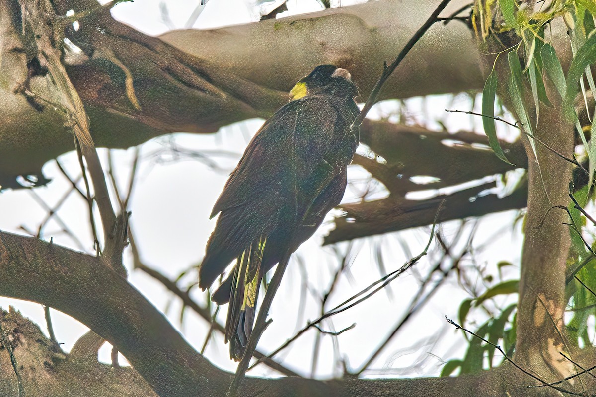Yellow-tailed Black-Cockatoo - ML612218618