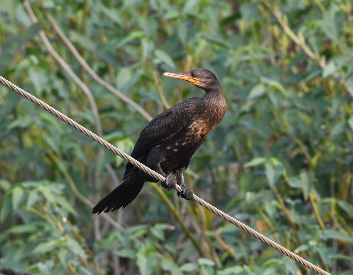 Indian Cormorant - mathew thekkethala