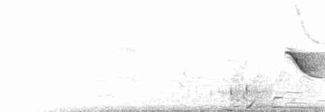 Савка сіра - ML612218978