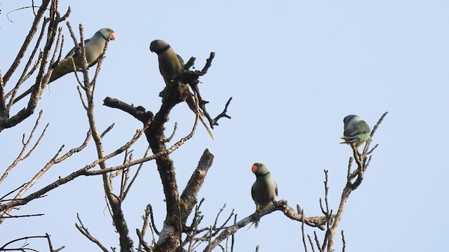 Malabar Yeşil Papağanı - ML612219038