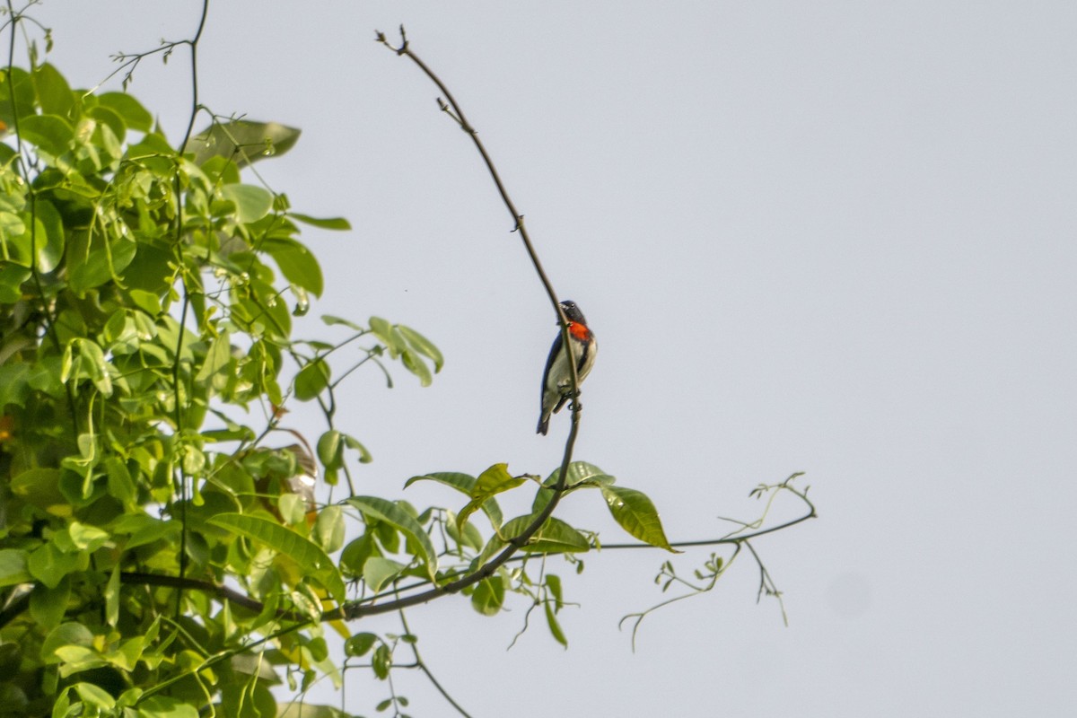 Red-chested Flowerpecker - ML612219885