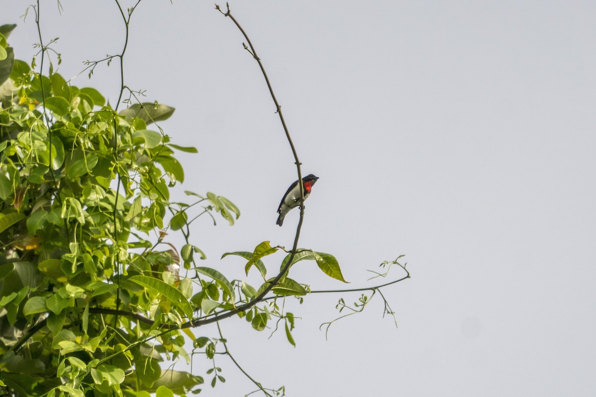 Red-chested Flowerpecker - Jafet Potenzo Lopes