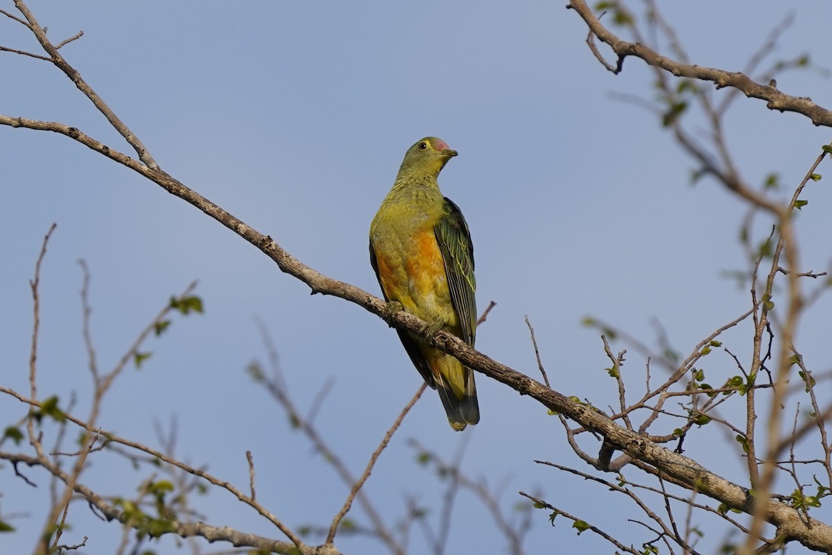 Rose-crowned Fruit-Dove - ML612219933