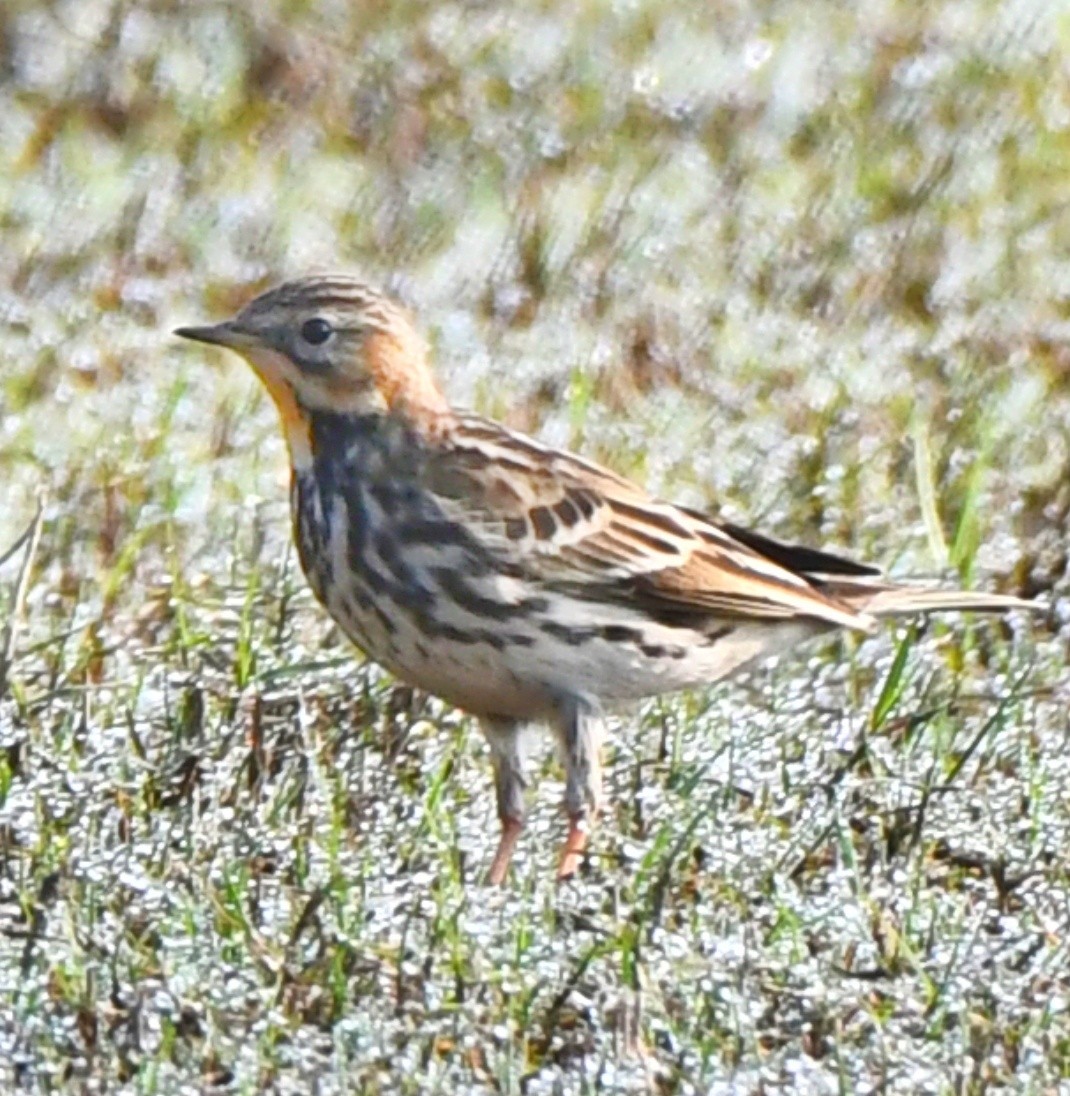 Red-throated Pipit - ML612220133