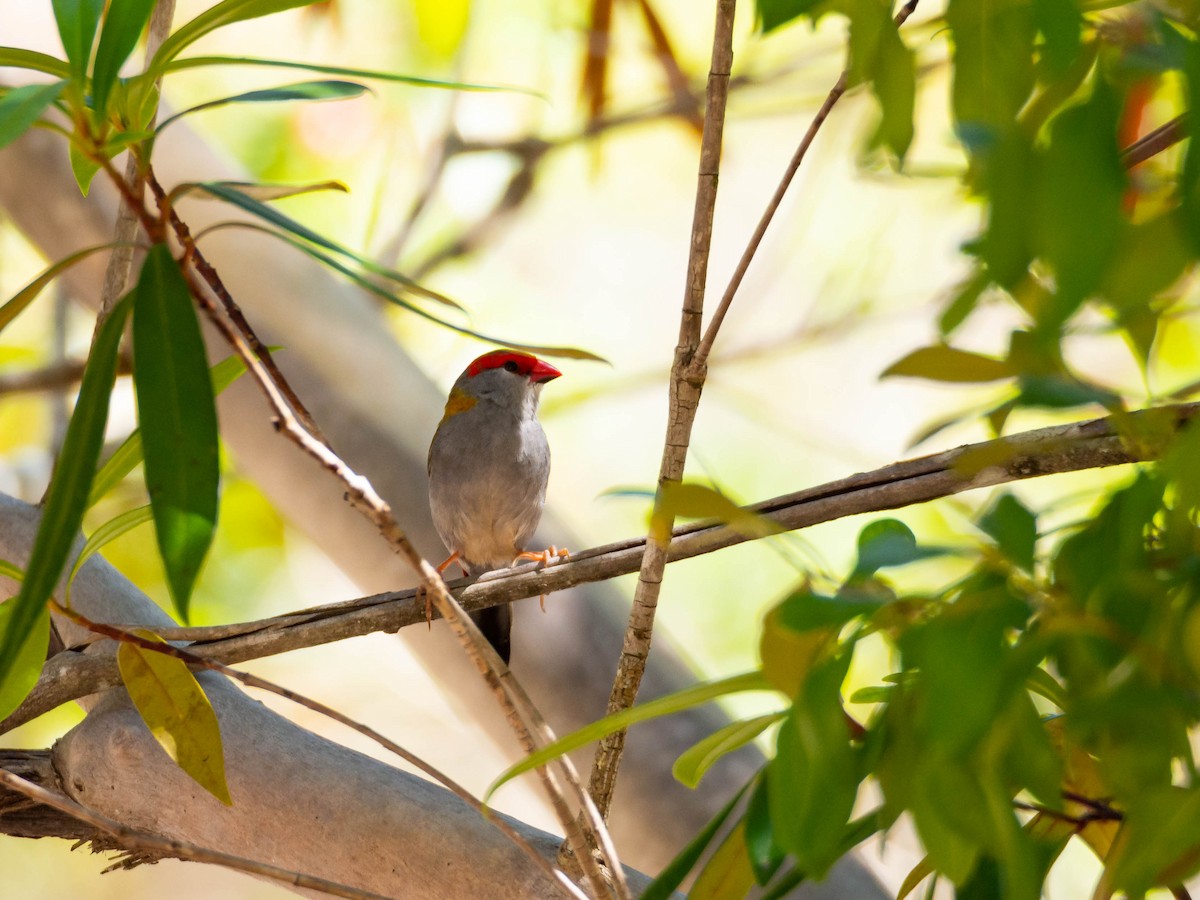 Red-browed Firetail - ML612220633