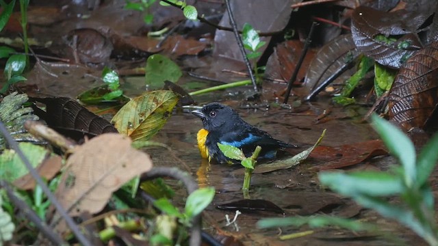 Black-and-gold Tanager - ML612221037