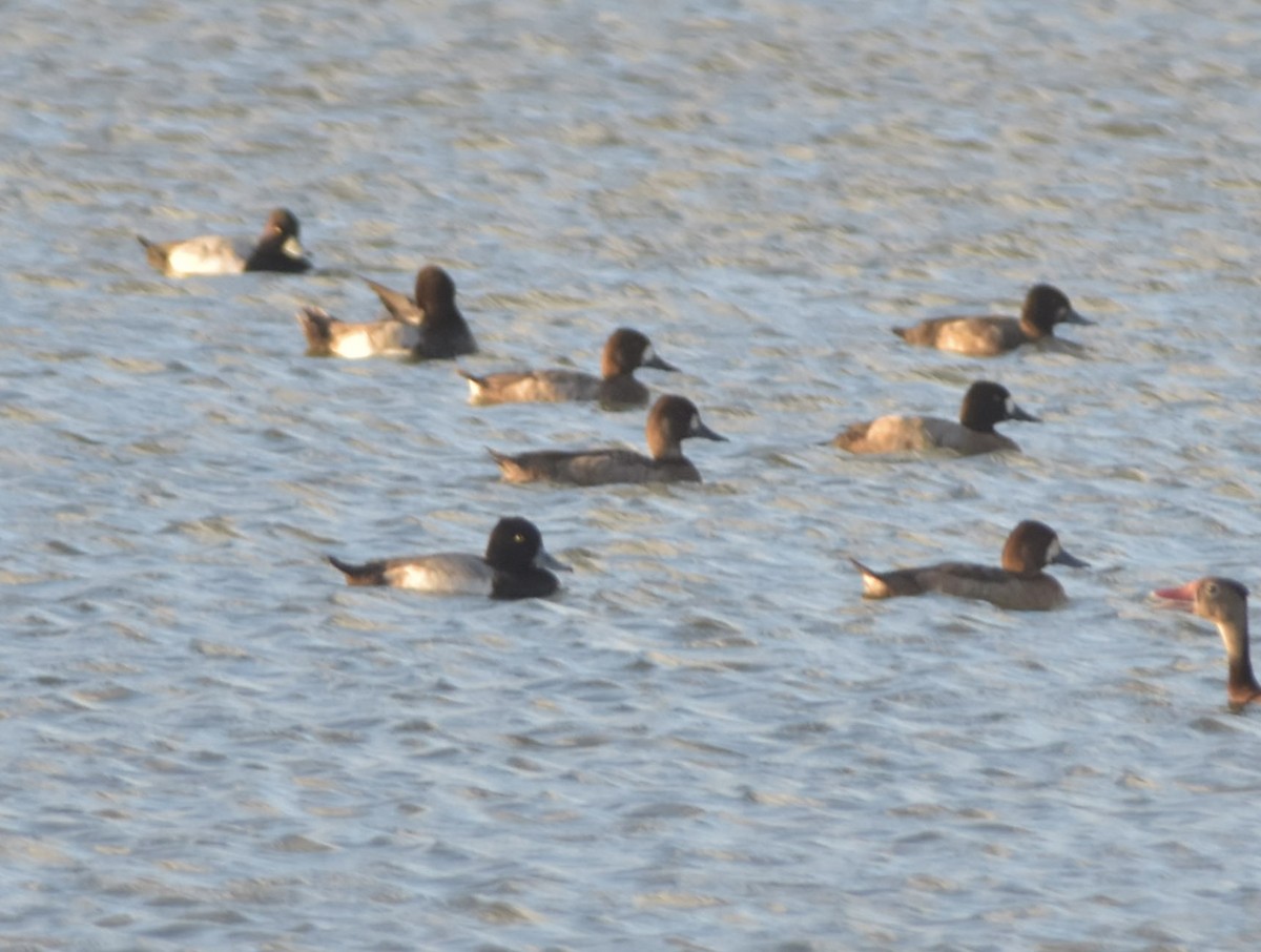Greater Scaup - ML612221141
