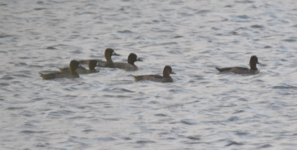 Greater Scaup - ML612221142