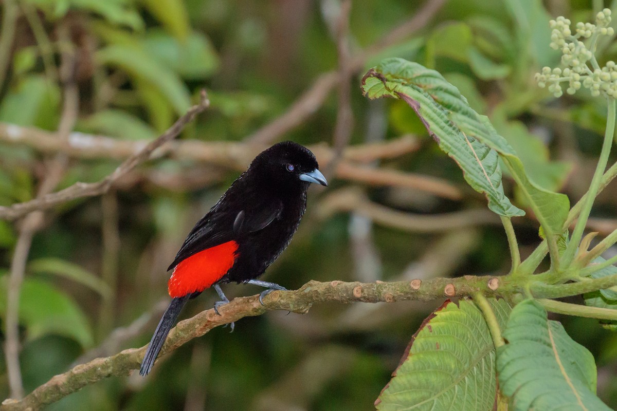 Scarlet-rumped Tanager (Passerini's) - ML612221169