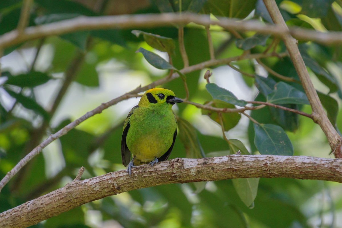 Emerald Tanager - ML612221378