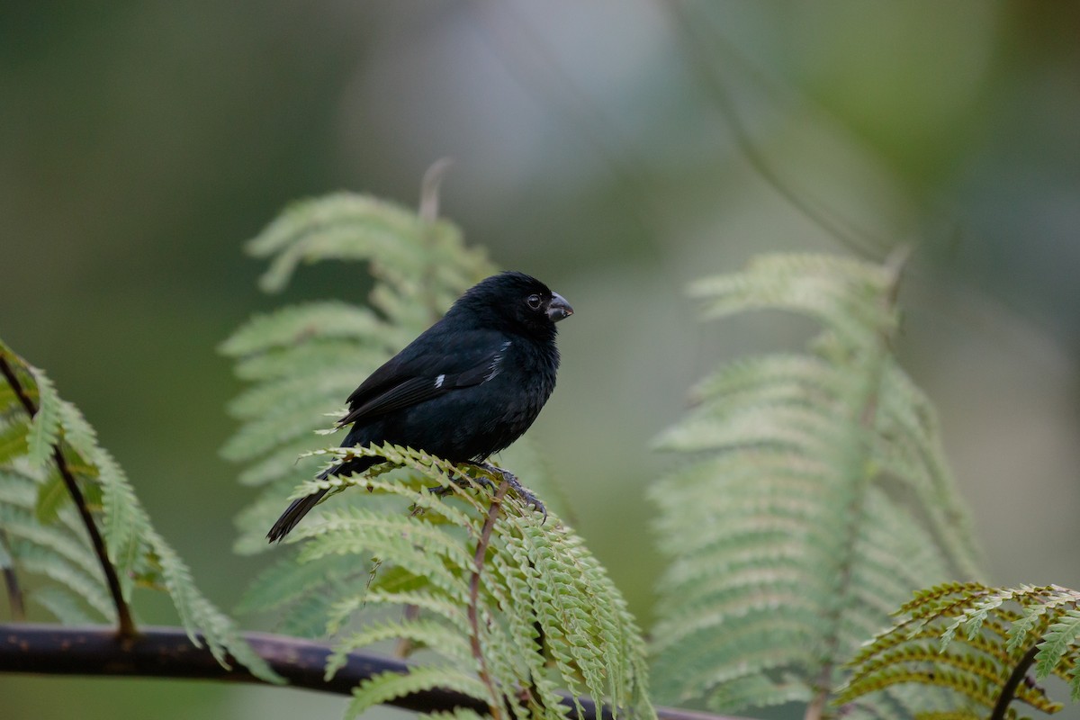 Variable Seedeater - ML612221406