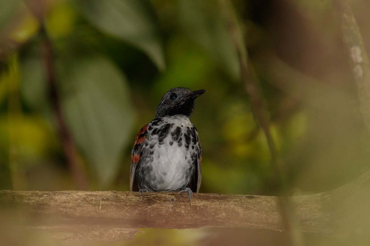 Spotted Antbird - ML612221419