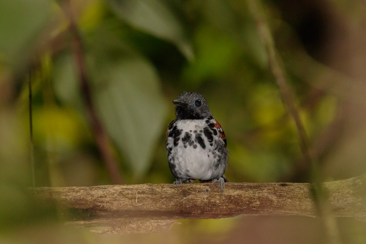Spotted Antbird - ML612221420