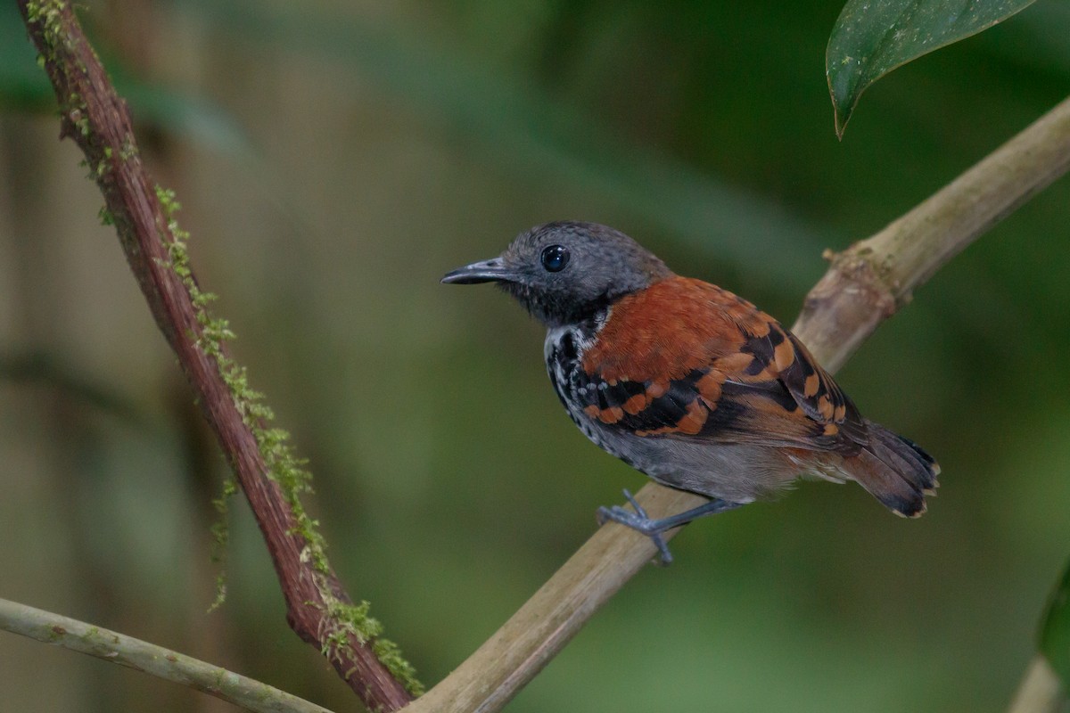 Spotted Antbird - ML612221421