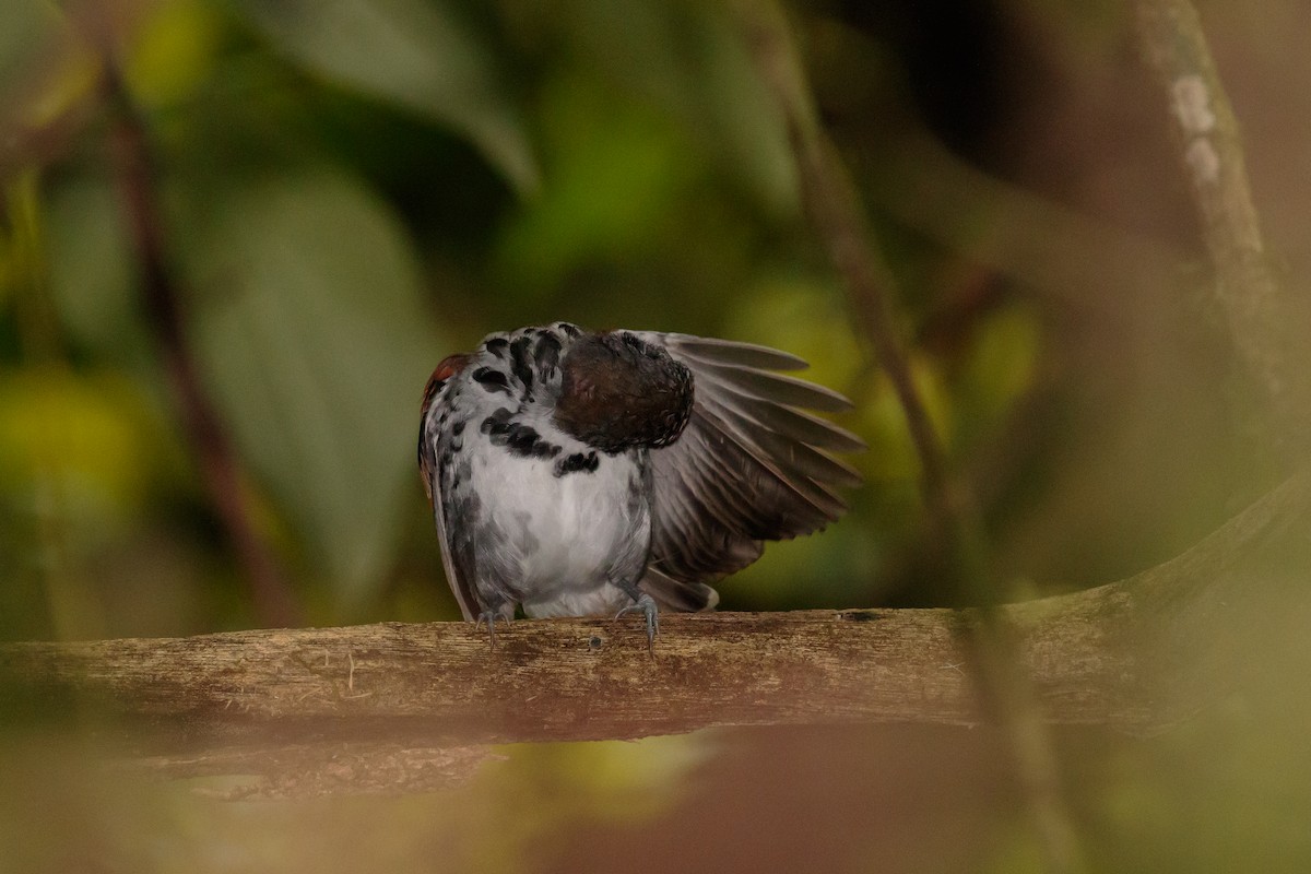 Spotted Antbird - ML612221422