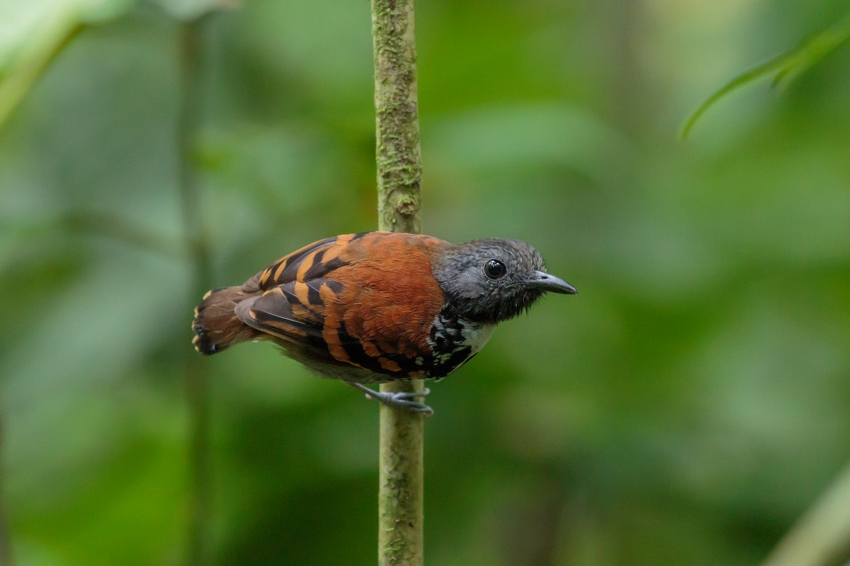 Spotted Antbird - ML612221423