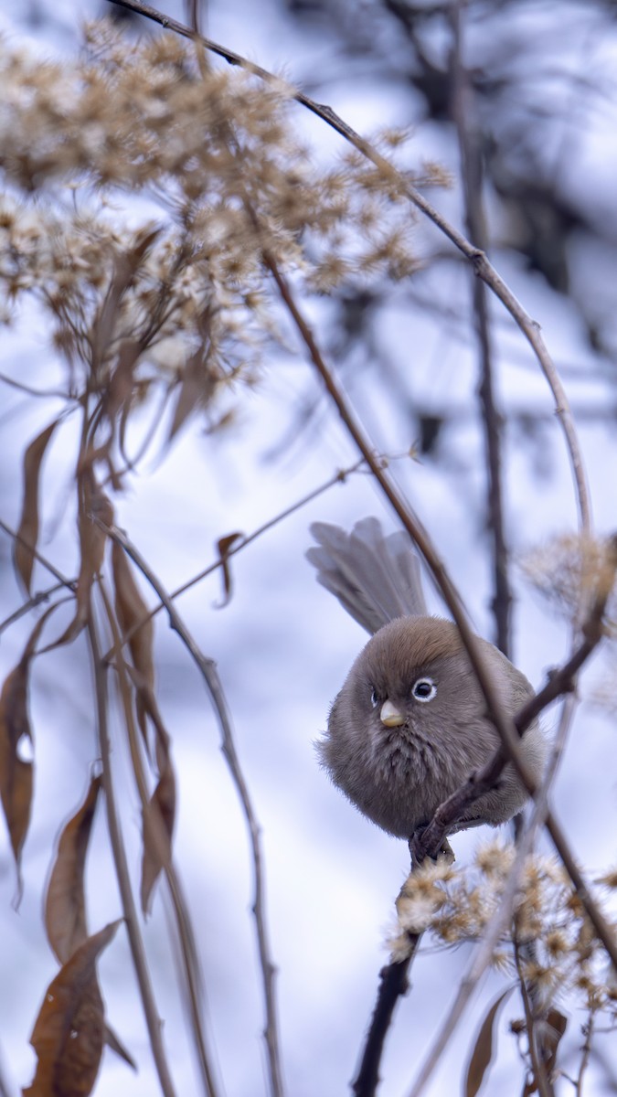 Spectacled Parrotbill - ML612221603