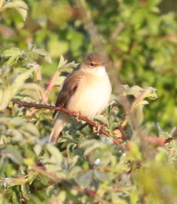 Common Reed Warbler - ML612221711