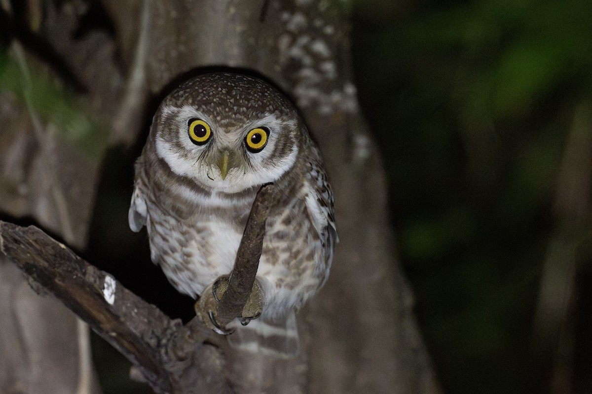 Spotted Owlet - Joshua Covill