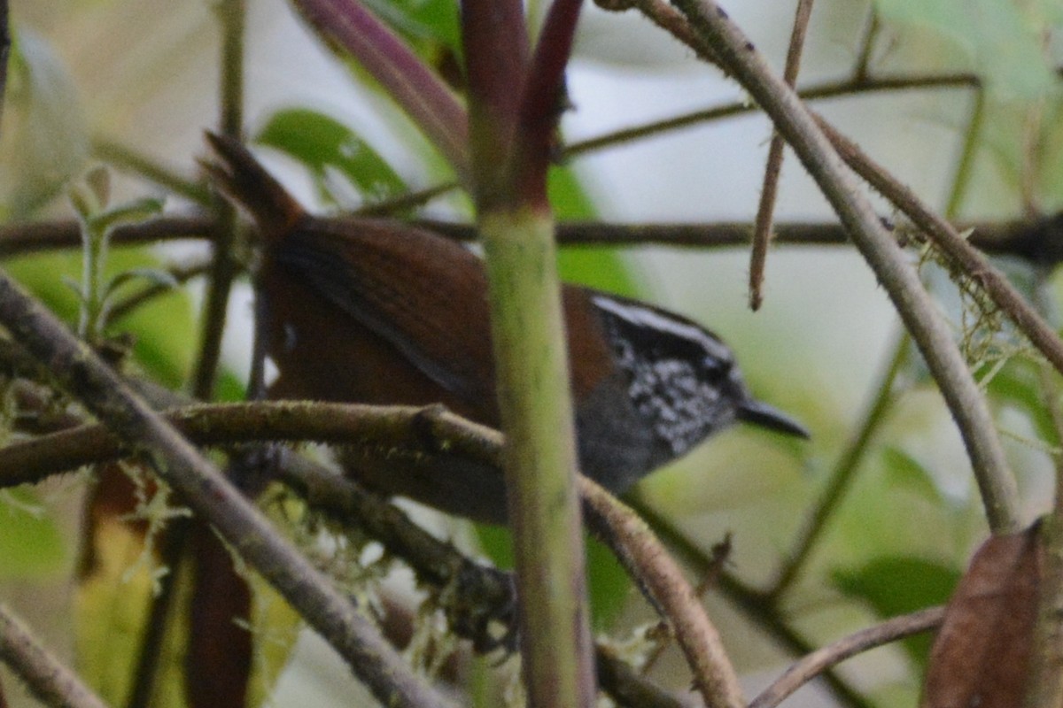 Gray-breasted Wood-Wren (Andean) - ML612221826