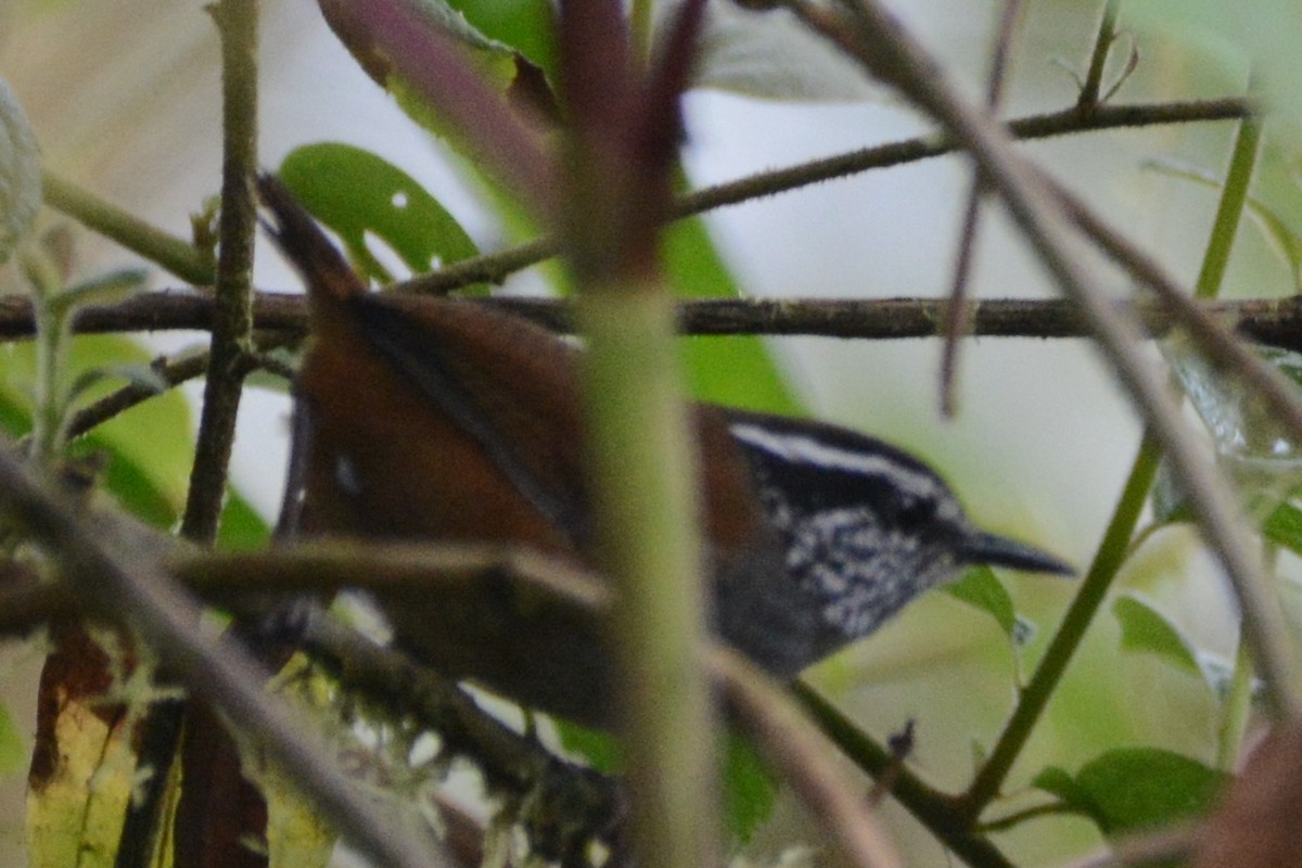 Gray-breasted Wood-Wren (Andean) - Cathy Pasterczyk