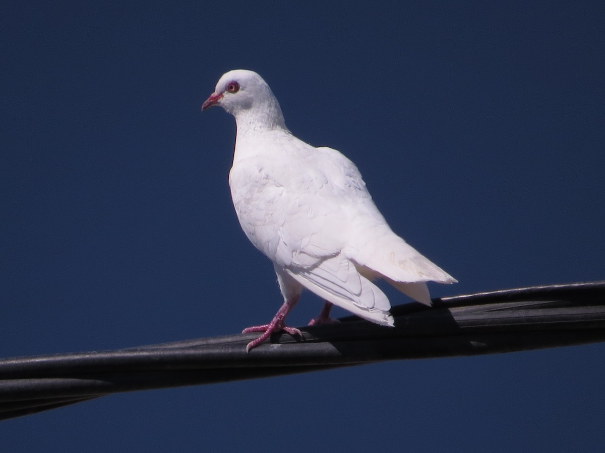 Rock Pigeon (Feral Pigeon) - ML612221901