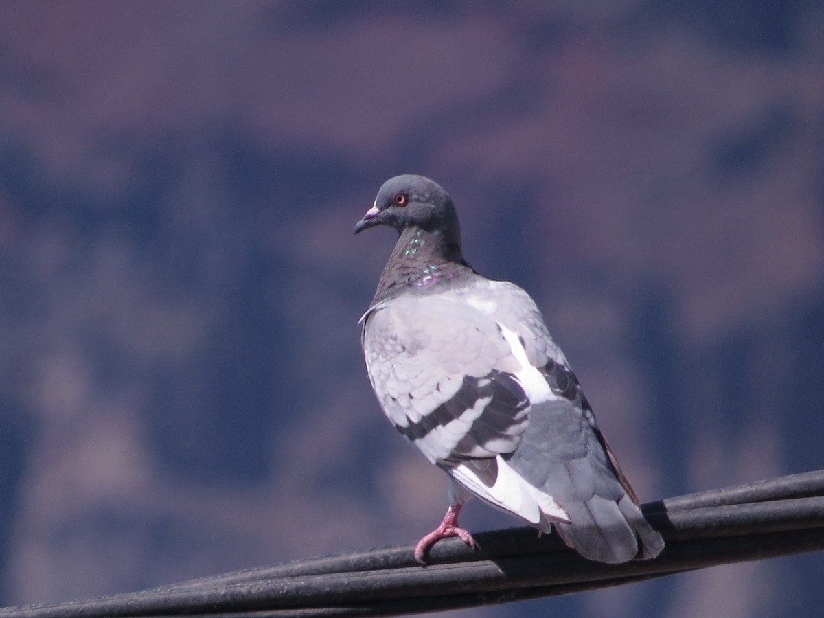 holub skalní (domácí) - ML612221902
