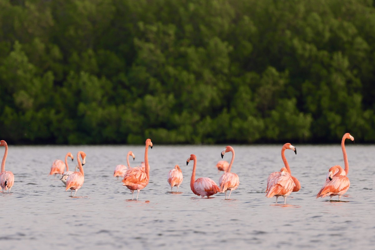 American Flamingo - Tim Bassing