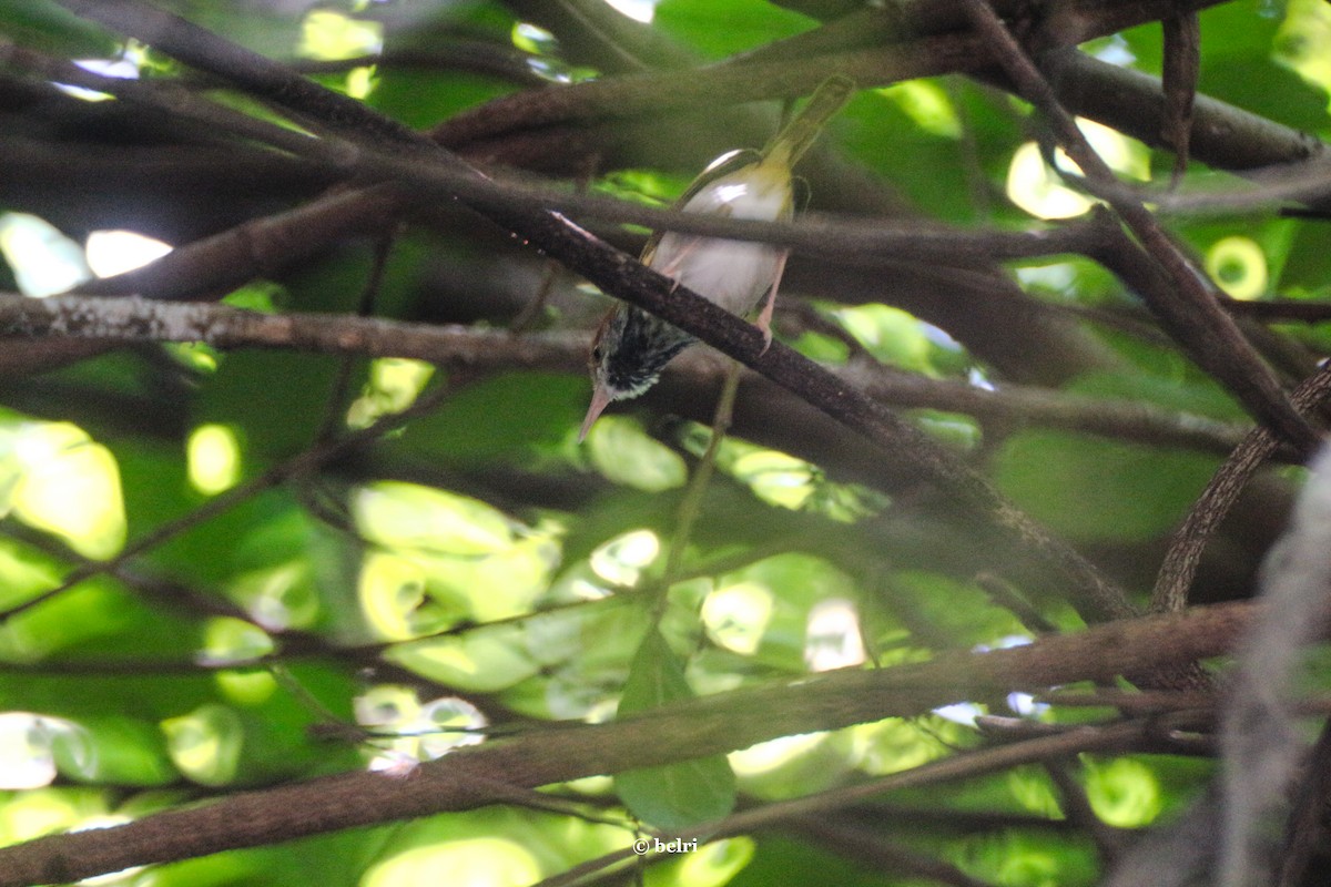 Dark-necked Tailorbird - ML612222166