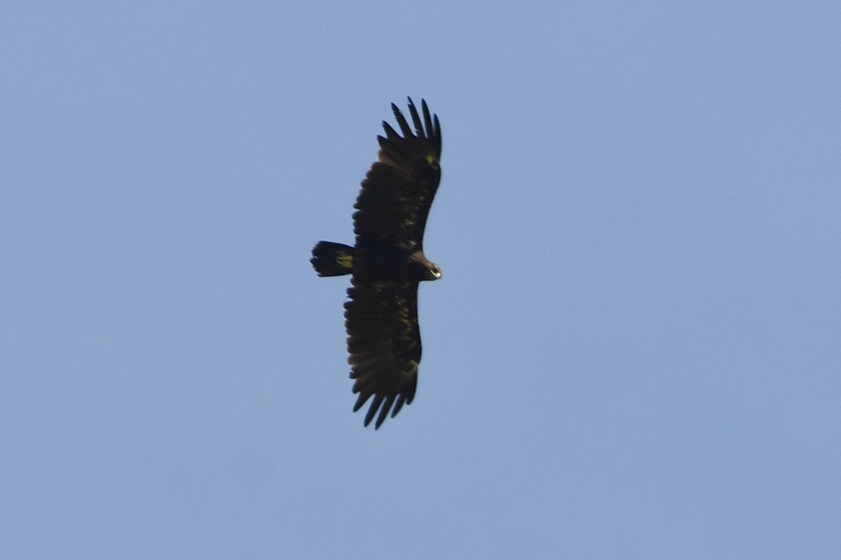 Greater Spotted Eagle - ML612222205