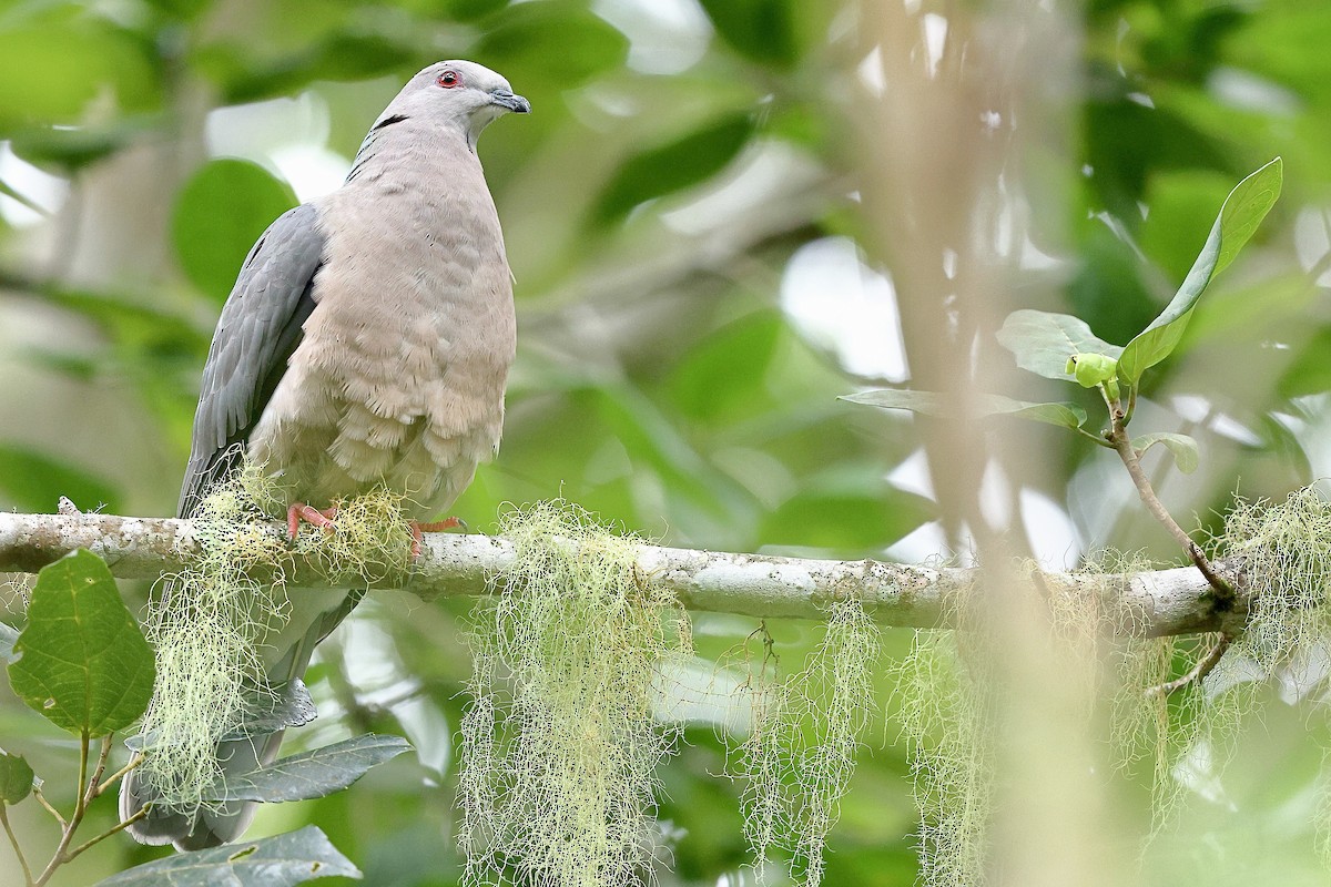 Ring-tailed Pigeon - ML612222336