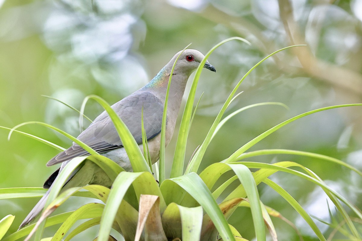 Ring-tailed Pigeon - ML612222342