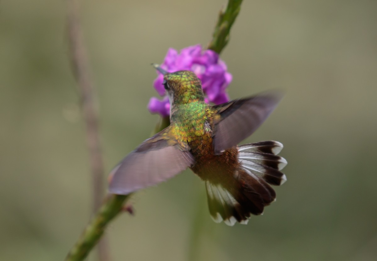kolibřík běločelý - ML612222371
