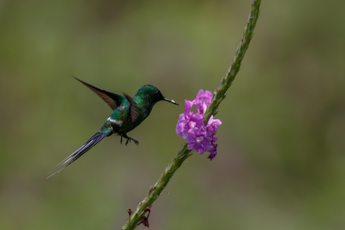 kolibřík trnoocasý - ML612222388