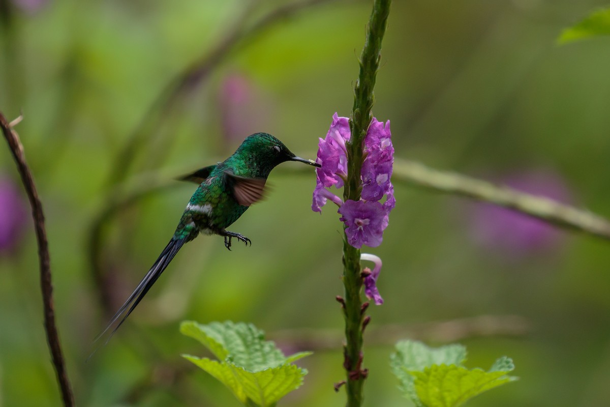 kolibřík trnoocasý - ML612222389