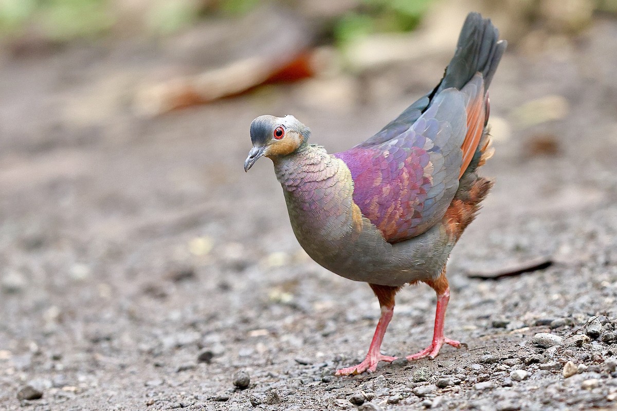 Crested Quail-Dove - Sam Zhang