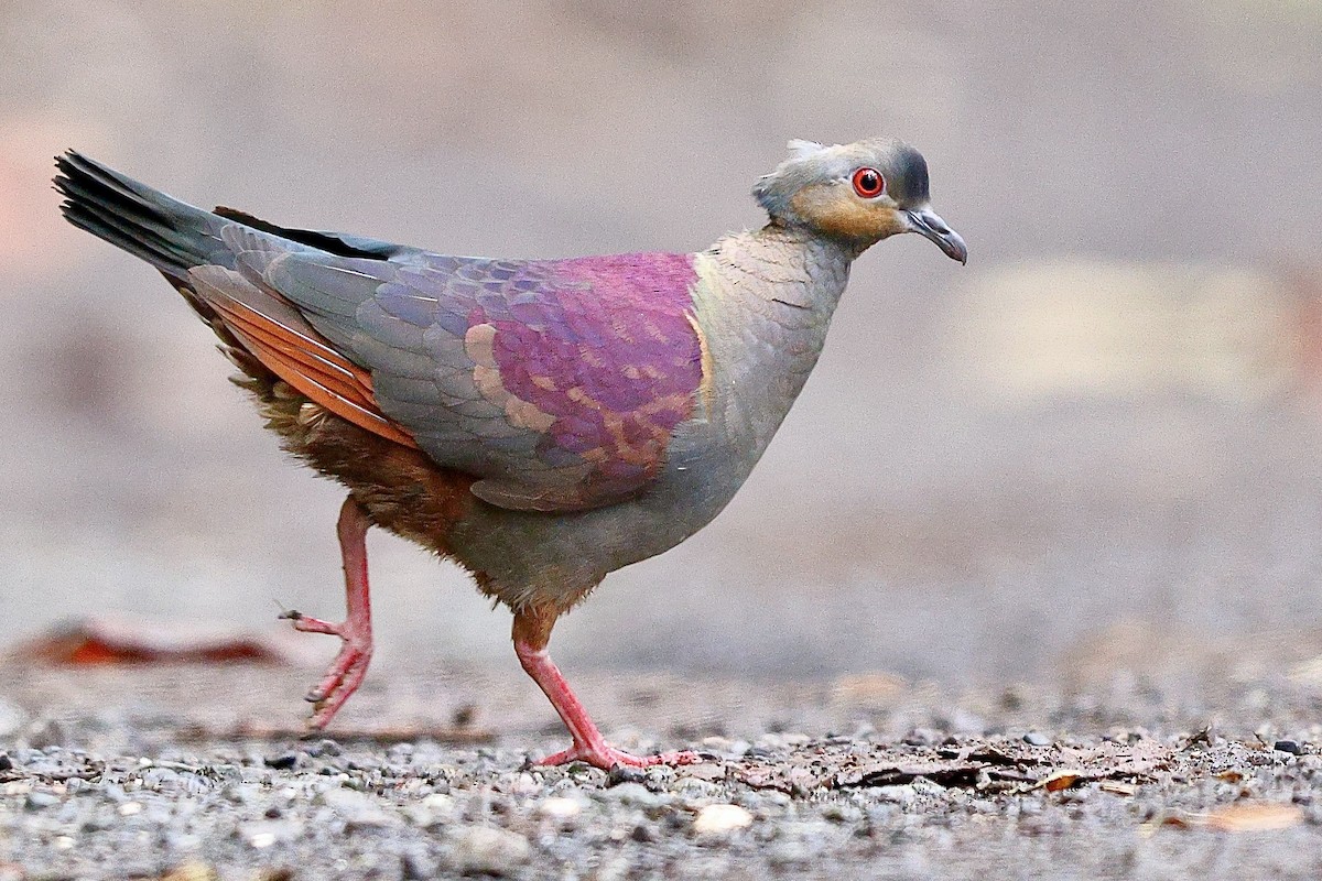 Crested Quail-Dove - Sam Zhang