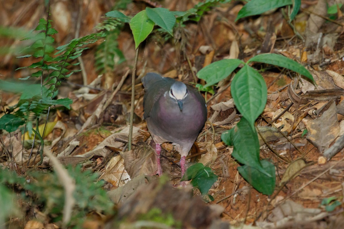 holub olivohřbetý - ML612222482