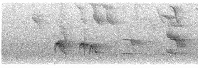 Антильский тиранн [группа caudifasciatus] - ML612222735