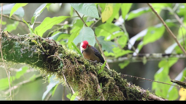 Jamaican Woodpecker - ML612222785