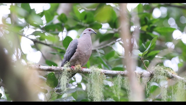 Ring-tailed Pigeon - ML612222797