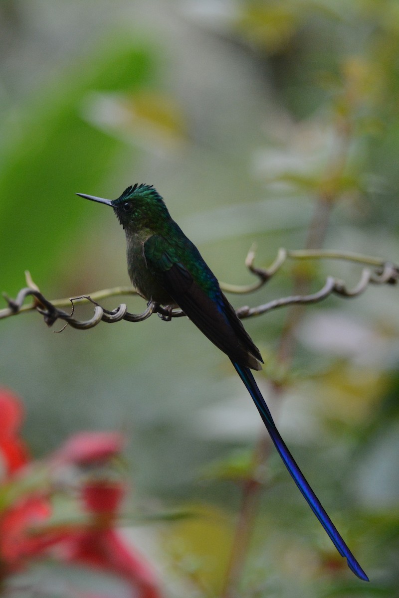 Violet-tailed Sylph - ML612222918