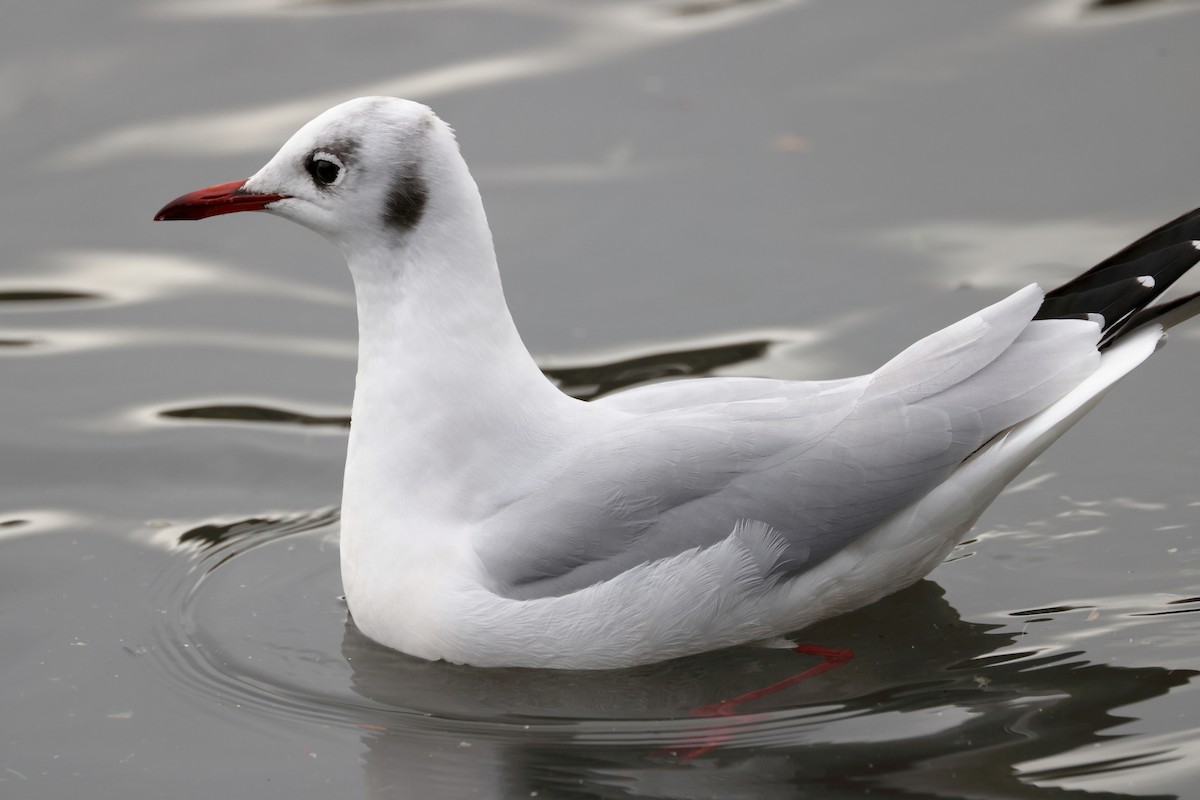 Mouette rieuse - ML612222951