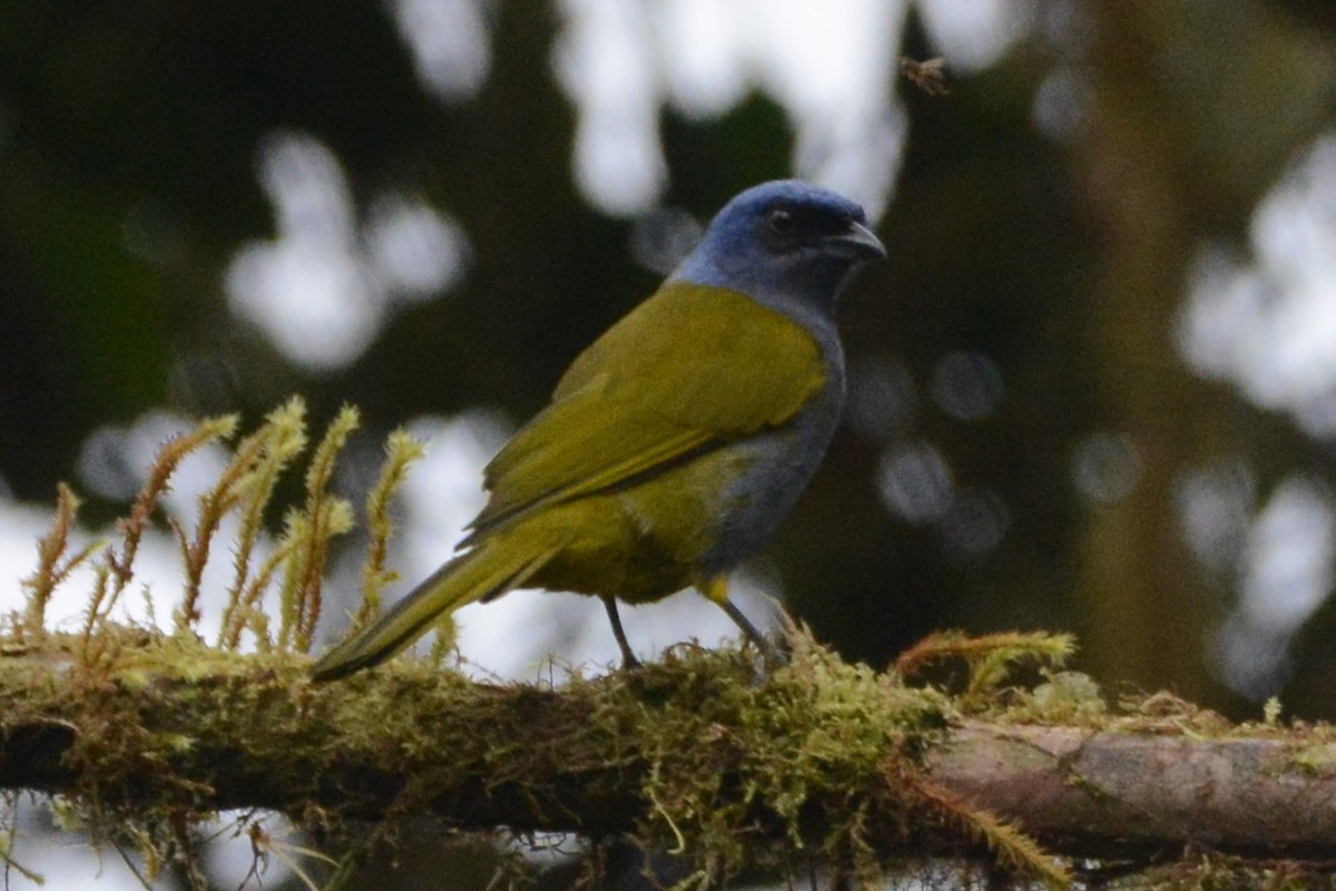 Blue-capped Tanager - ML612223106
